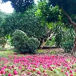 Quinta Rãs *