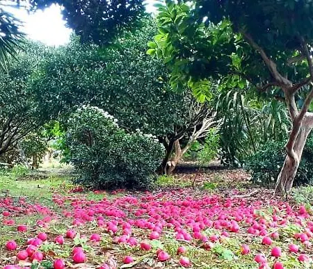 Quinta Ras *