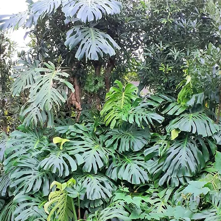 Quinta Ras Ponta Delgada (Sao Miguel)