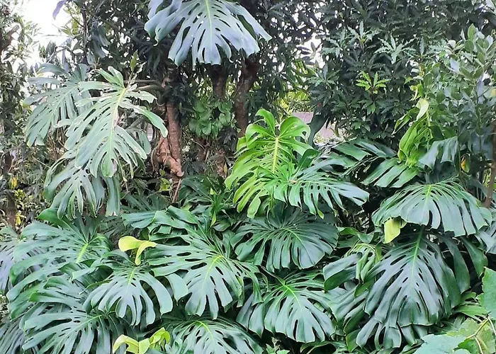 Quinta Ras Ponta Delgada (Sao Miguel)