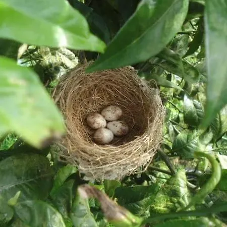 Quinta Rãs Ferienhaus Ponta Delgada