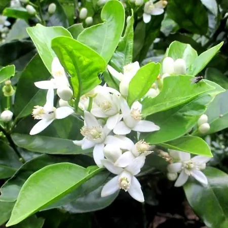 Quinta Rãs Ferienhaus *