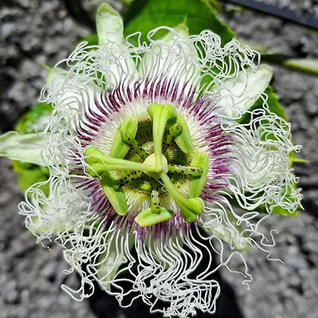 Quinta Rãs Ferienhaus *