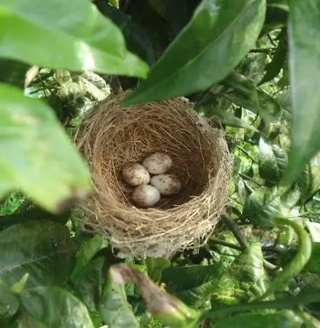 Quinta Rãs Ferienhaus Ponta Delgada