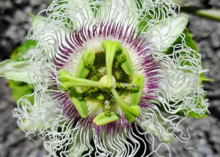 Quinta Rãs Ferienhaus *